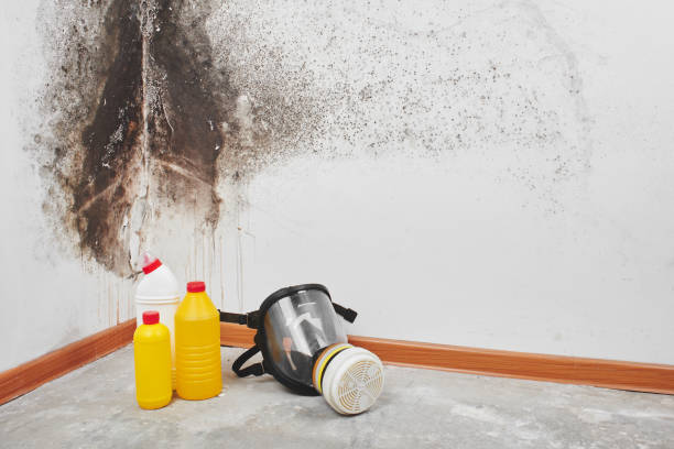 Professional Mold Removal in Oconomowoc, WI