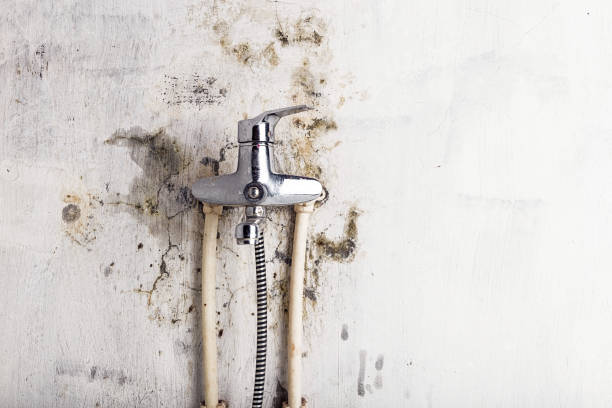 Best Best Mold Removal Companies  in Oconomowoc, WI
