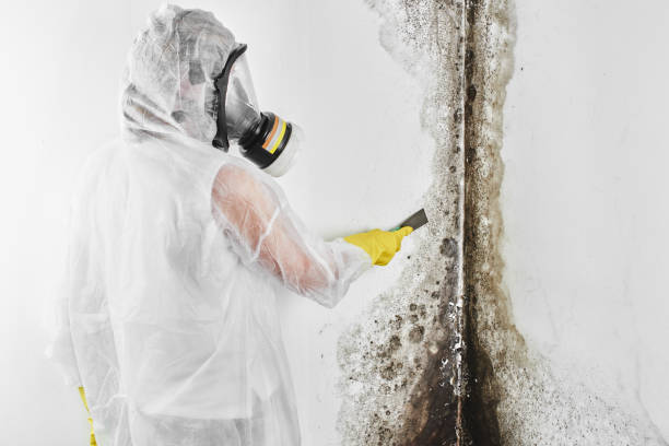 Best Black Mold Removal  in Oconomowoc, WI