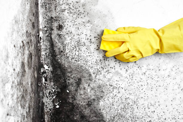 Best Crawl Space Mold Removal  in Oconomowoc, WI
