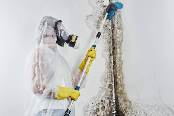 Attic Mold Removal in Oconomowoc, WI